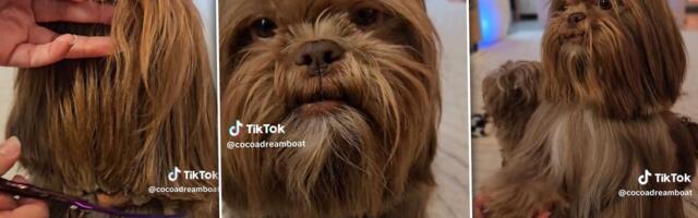 Internet gori zbog psa Džordža: Svi kažu da je pljunuti lik iz kultnog SF filma (VIDEO)