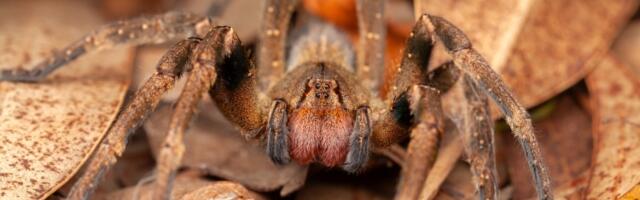 Pauk čiji ujed izaziva trajne erekcije napravio haos u Austriji