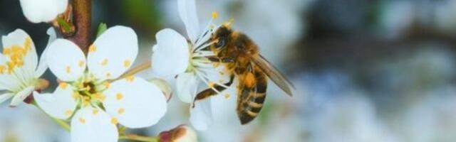 Da li je pčelarima došao kraj? Roboti hrane, čiste i neguju maticu, a onda...