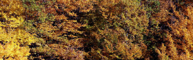 Шуме покривају скоро 40 одсто територије Србије