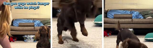 Ume li vaš PAS da KORISTI AJPED? Patuljasti jazavičar Rendžer "razbija" igricu Veseli pas, gledaoci zanemeli