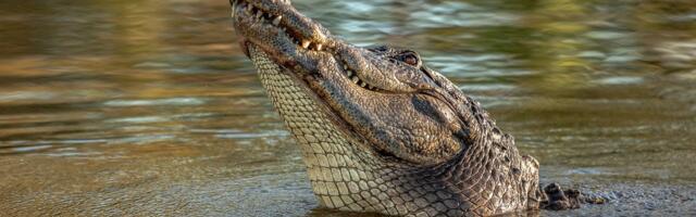 Džinovski krokodil ušetao u hotel sa 4* tragajući za hranom: Gosti snimili hit prizor za pultom!