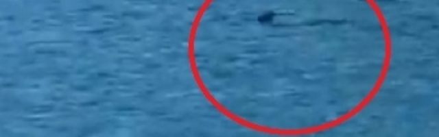 Leđno peraje morskog predatora se pojavilo tik uz plažu, kupači pretrnuli od straha! (VIDEO)