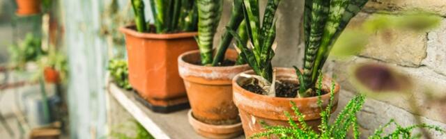 Kada sadite cveće, zakopajte mrvicu ovoga na dno saksije! Bujaće KAO LUDO