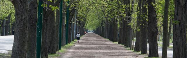 Pametna stabla: Bečko zelenilo testira digitalne senzore za inteligentno navodnjavanje drveća