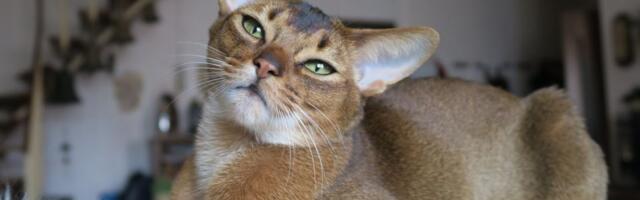 FOTO: Ovaj mačak proglašen je najboljim na svetu