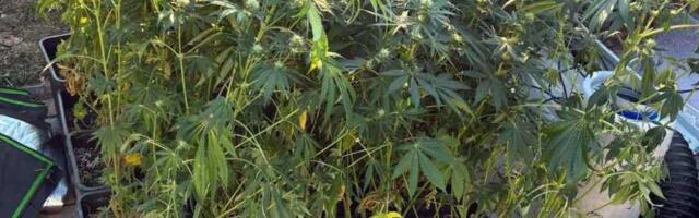 U Čačku otkrivena laboratorija za uzgoj marihuane, uhapšen 45-godišnjak