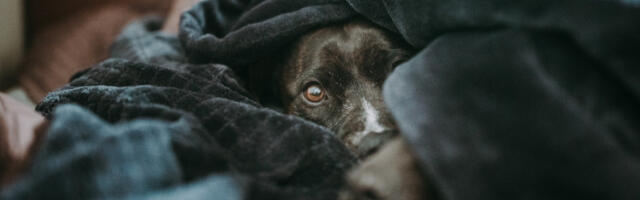 Kada se ljubimac razboli, zaposleni u Italiji mogu da idu na plaćeno odsustvo