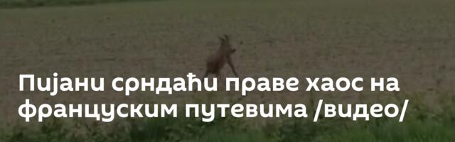 Пијани срндаћи праве хаос на француским путевима /видео/