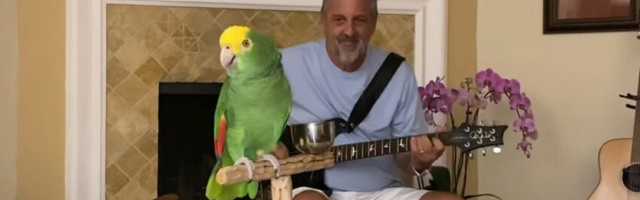 Tiko kida kako peva Ganse, Cepelin, Bitlse…što ne bi bilo čudno da nije – papagaj! (VIDEO)