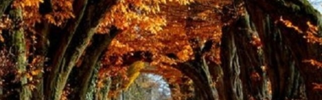 Ljudi rođeni u ovom mesecu su najdugovečniji, a evo zašto