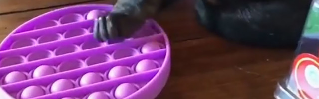 Popit igračke – Priča o njima je luđa nego što mislite