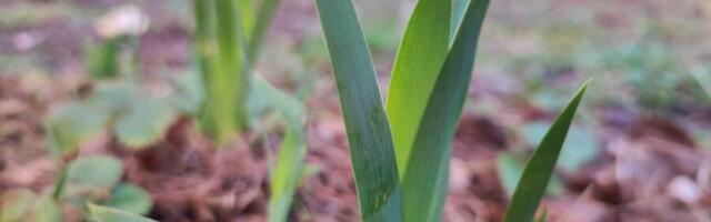 Medved Uroš iz Beogradskog ZOO vrta nije ugledao svoju senku. Najavio skori dolazak proleća, kažu verovanja