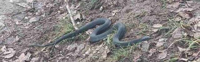Momak iz Kupinova preživeo ujed zvečarke! Zmije se razmilele po Srbiji i seju strah