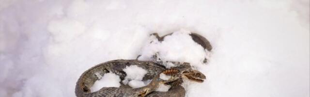 Meštani Kuršumlije ostali u čudu kada su ugledali ZMIJU U SNEGU: Narodno verovanje kaže da to znači samo jedno
