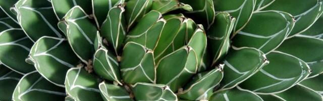 Zašto budućnost tekile zavisi od meksičkih slepih miševa