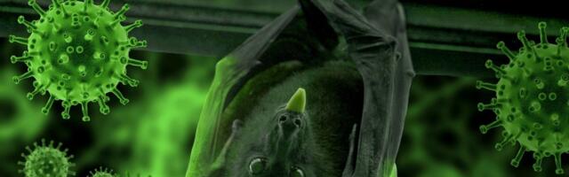 Video snimci afričke pećine daju informacije o širenju smrtonosnih virusa