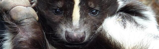 Pokušao iz Rusije da prošvercuje 920 koža tvora