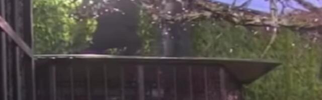 KOLEKTIVNO BEŽANJE IZ ZADRUGE! Zadrugari PREKAKALI ogradu Bele kuće, razlog je ŠOKANTAN! (VIDEO)