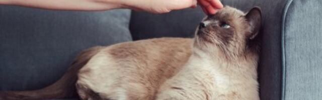 Mačke nikada ne greše: Ovakve osobe neće zavoleti