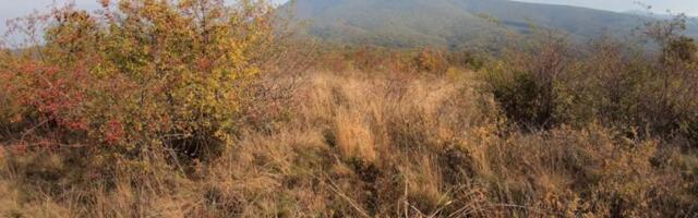 Životinjski otpad na Vršačkim planinama je hrana za ptice grabljivice: Hranilište i siguran obrok, a ne zaraza