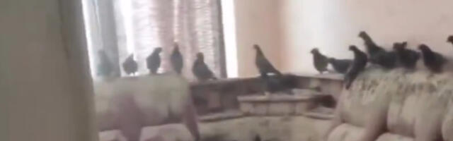 Ostavio otvoren prozor na stanu tri godine i zatekao horor prizor: “Gledaju me kao da sam stanar” (VIDEO)