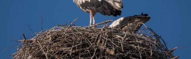 Ovaj srpski grad je prestonica roda: Ovde žive najveće urbane kolonije u ovom delu Evrope