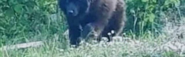 POJAVIO SE MEDVED U SELU TREŠNJEVICA! NAPRAVIO HAOS - POJEO DVE OVCE I DVA JAGNJETA, ostavio TRAG U MALINAMA, ljudi u strahu!