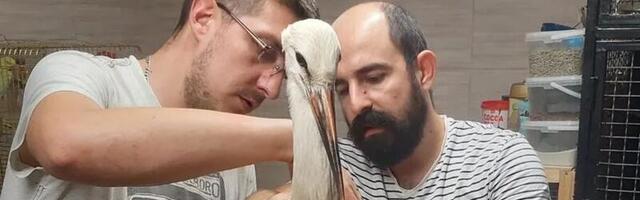 Udruženje ZOO Planet spasilo povređeno mladunče rode