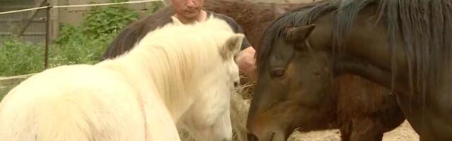 “Staro brdo” je jedini azil u Srbiji gde humani ljudi vode brigu o napuštenim konjima