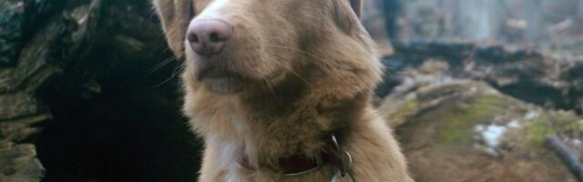 Pas Indi, zvezda filma „Good Boy“, ušao u istoriju nakon nominacije