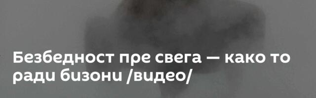 Безбедност пре свега — како то ради бизони /видео/