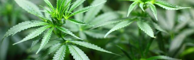 Danas je marihuana jača i izaziva veću zavisnost, ne ublažava anksioznost ni druge mentalne poremećaje