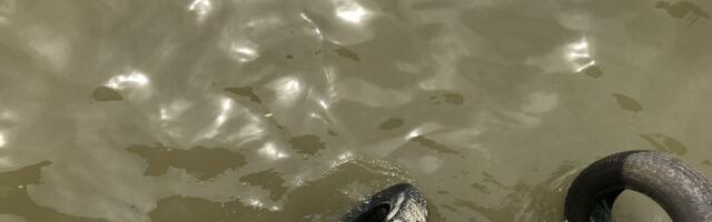 Sava nadolazi, ovaj grad sutra ulazi u zonu redovne odbrane od poplava! RHMZ izdao hitno upozorenje