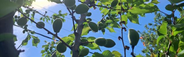 Kajsija u vranjskom dvorištu ponovo dala bogat rod posle dve godine bez ploda: Gledamo i ne verujemo svojim očima – konačno je rodila!