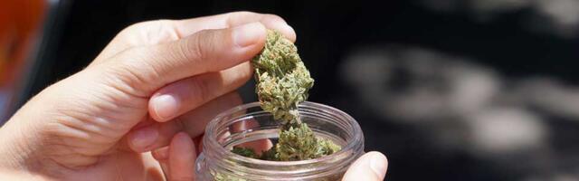 Nova akcija zrenjaninske policije: U stanu pronađena marihuana, osumnjičeni uhapšen