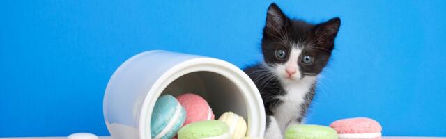 Sakrijte od njih kolače, grickalice i meze: Praznični zalogaji najčešća "kost u grlu" halapljivim ljubimcima