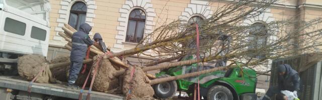 Stigle su nove sadnice javora za Trg Radomira Putnika
