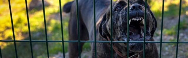 DOZIVALA KOMŠIJE DOK SU JOJ PSI KIDALI RUKU! Jezivi detalji napada pasa na ženu na Voždovcu: "Čuli smo vrisku i zapomaganje..."