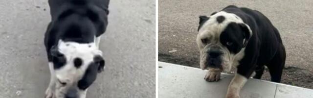 Zaza, engleski buldog bez čipa i doma: Luksuz plaćen gomilom novca sada je bolestan pas prepušten ulici