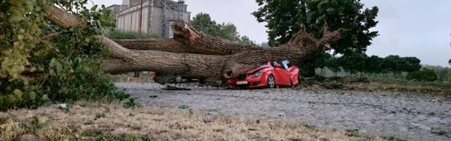 Drvo puklo na pola, obrušilo se na parkirane automobile (FOTO)