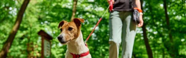 Koliko puta dnevno bi trebalo šetati psa?