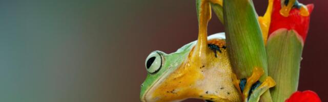 Неограничен економски раст угрожава биодиверзитет