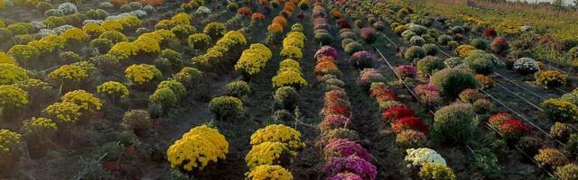 Od ove proizvodnje u Srbiji se masovno zgrću pare: I zimi posao cveta, na pijacama je jako popularno