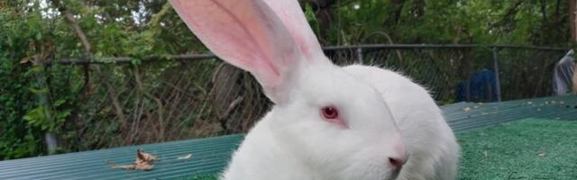 Čudo neviđeno: Zec težak čak 10 kilograma i ima svoju sobu - "devojka" mu spava pod ušima (VIDEO)