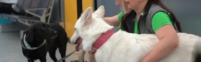 "Korona psi" uspešni kao PCR testovi, a jeftiniji (VIDEO)