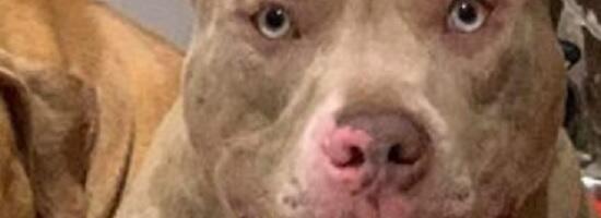 Horor u Knjaževcu: Pitbul preskočio ogradu, zaklao psa, pa nasrnuo na njegovog vlasnika