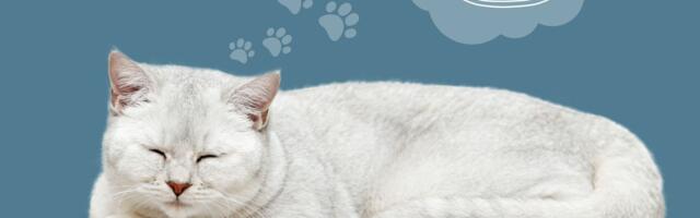 Mačke sanjaju o hrani, jurnjavi i vlasnicima: Koji znaci otkrivaju NOĆNE MORE a koji LEPE SNOVE