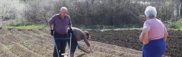 "IMA TU I DOBITI" Kod Krstića iz Urovaca omiljeno prolećno povrće biće na tezgi već za mesec i po, a domaćin Vidoje za cenu kaže ovako! (VIDEO)