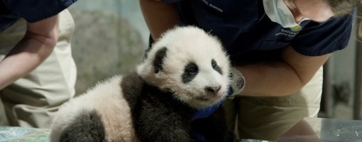 Beba panda iz zoo vrta u Vašingtonu danas dobila ime Malo čudo